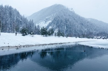 Slovenya 'nın Alpler kentinde karla kaplı ağaçlar ve dağ nehrinin manzarası. Doğa konseptinin güzelliği.