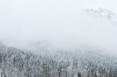 Slovenya 'nın Alpler kentinde kar kaplı ağaçlarla kaplı kış manzarası. Doğa konseptinin güzelliği.