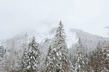 Slovenya 'nın Alpler kentinde kar kaplı ağaçlarla kaplı kış manzarası. Doğa konseptinin güzelliği.
