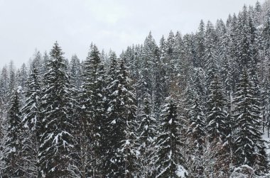 Slovenya 'nın Alpler kentinde kar kaplı ağaçlarla kaplı kış manzarası. Doğa konseptinin güzelliği.