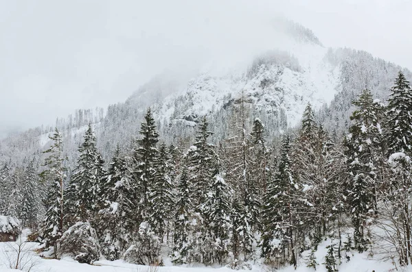 Slovenya Nın Alpler Kentinde Kar Kaplı Ağaçlarla Kaplı Kış Manzarası — Stok fotoğraf