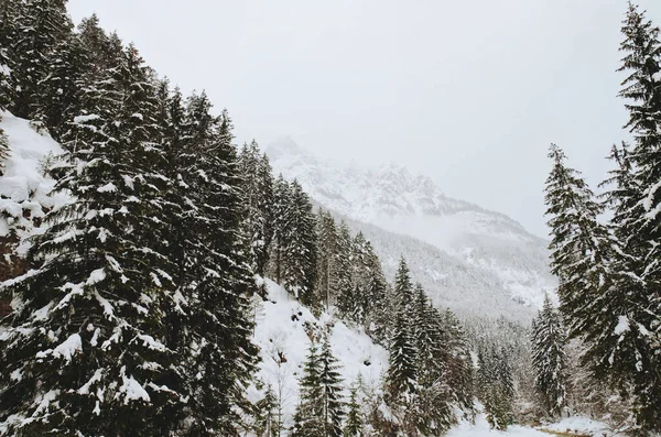 Vistas Panorámicas Del Paisaje Invernal Con Árboles Cubiertos Nieve Los — Foto de Stock