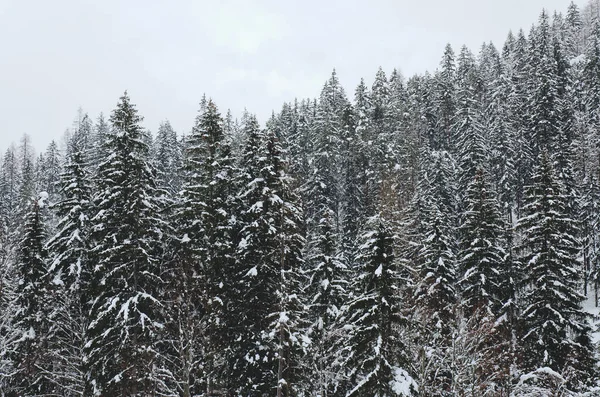 Slovenya 'nın Alpler kentinde kar kaplı ağaçlarla kaplı kış manzarası. Doğa konseptinin güzelliği.