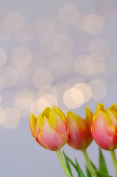 Ovanifrån Vackra Rosa Gula Tulpaner Vit Bakgrund Med Bokeh Gratulationskort — Stockfoto