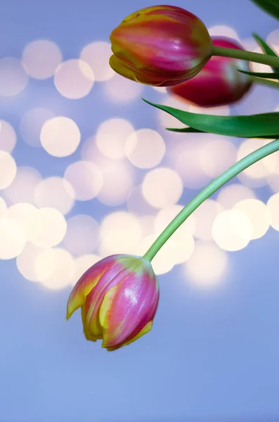 Ovanifrån Vackra Rosa Gula Tulpaner Blå Bakgrund Med Bokeh Gratulationskort — Stockfoto