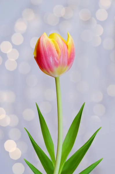 Ovanifrån Vackra Gula Och Rosa Tulpan Ljus Bakgrund Med Bokeh — Stockfoto