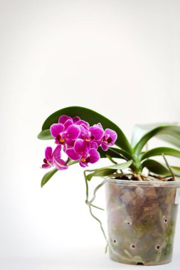 Güneşli bahar gününde beyaz arka planda güzel orkide çiçekleri. Kartpostalların yaratıcı fikirleri ve tarım tasarımı. Üst Manzara. Phalaenopsis Orkide. 