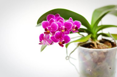 Güneşli bahar gününde beyaz arka planda güzel orkide çiçekleri. Kartpostalların yaratıcı fikirleri ve tarım tasarımı. Üst Manzara. Phalaenopsis Orkide. 