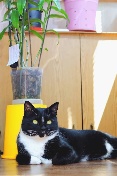 Hermoso Gato Blanco Negro Con Ojos Verdes Sienta Balcón Soleado — Foto de Stock