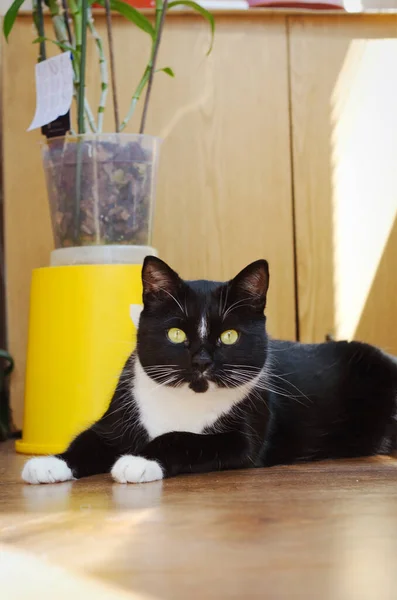 Vacker Svart Och Vit Katt Med Gröna Ögon Sitter Balkongen — Stockfoto