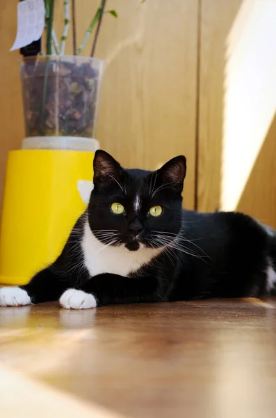 Beau Chat Noir Blanc Avec Les Yeux Verts Est Assis — Photo