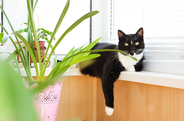 Schöne Schwarz Weiße Katze Mit Grünen Augen Sitzt Einem Sonnigen — Stockfoto