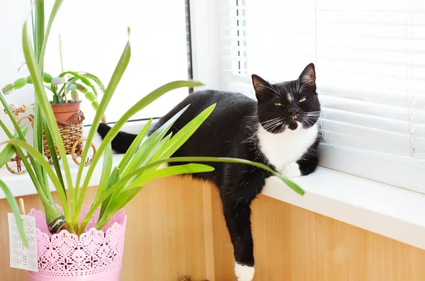 Bonito Gato Preto Branco Com Olhos Verdes Senta Varanda Dia — Fotografia de Stock