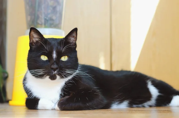 봄날에는 발코니에 아름다운 고양이가 재미있는 — 스톡 사진
