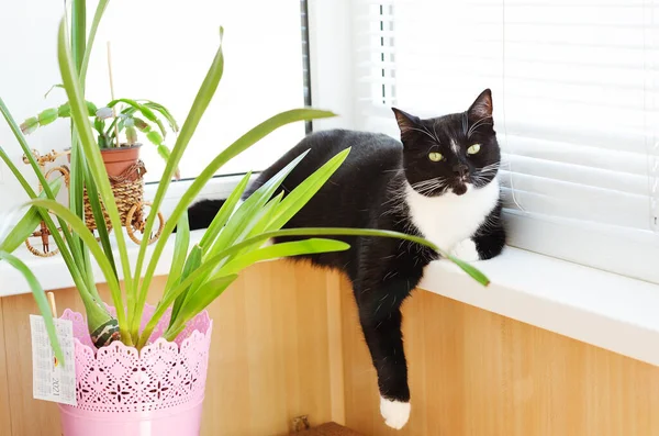 Bonito Gato Preto Branco Com Olhos Verdes Senta Varanda Dia — Fotografia de Stock