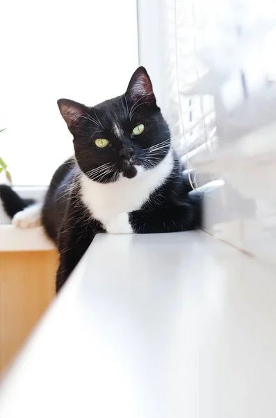 春天的晴天 美丽的黑白相间的绿眼睛猫坐在阳台上 有趣的动物 — 图库照片