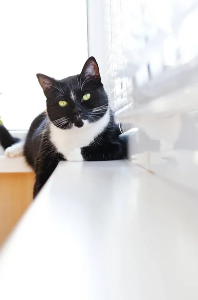 Hermoso Gato Blanco Negro Con Ojos Verdes Sienta Balcón Soleado —  Fotos de Stock