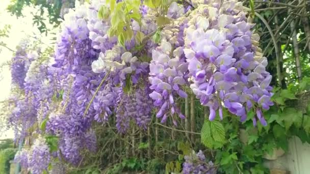 Sfondo Del Ramo Glicine Viola Vicino Vista Dall Alto Sfondi — Video Stock