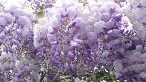 Background Purple Wisteria Tree Branch Close Top View Natural Season — Stock Video