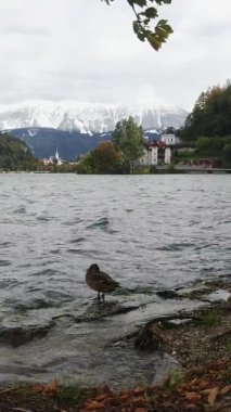 Slovenya 'nın Bled gölünün arka planındaki karlı dağ zirvelerinin manzarası. Seyahat kavramı. 