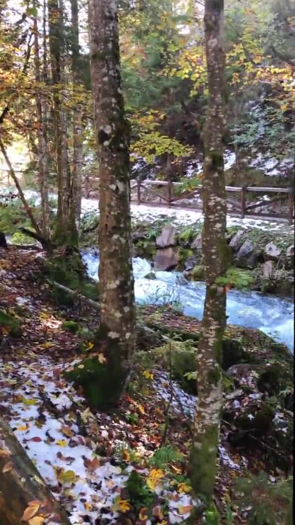 Escénica Vista Sobre Río Montañoso Contra Colorido Bosque Otoñal Las — Vídeos de Stock