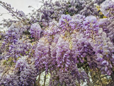 Background of the purple wisteria tree branch close up. Top view. Natural and season backgrounds.
