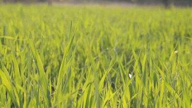 Top view of long green grass in the meadow, field. Fresh green grass pattern, abstract texture background. Fresh nature. Agriculture. 