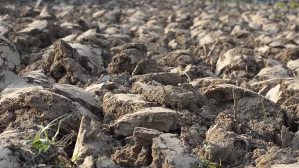 Texture Freshly Plowed Field Bare Soil Natural Backgrounds Field Cultivation — Video