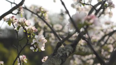 Background of the blooming branch of spring tree with white flowers close up. Apple, cherry tree. Natural and season backgrounds.