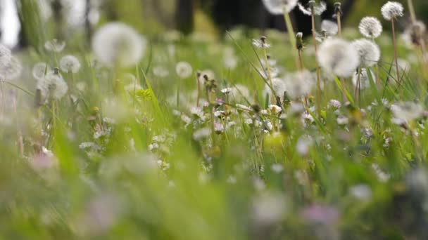 Field Many Fluffy Dandelions Fresh Green Grass Close Natural Backgrounds — Stok video