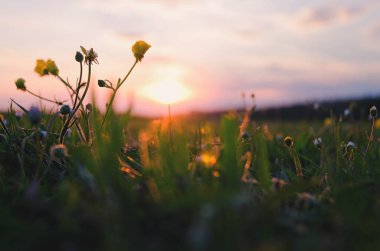 Gün batımında Adriyatik sahilinde çimlerin üzerinde açan çiçeklerin arkaplanı, gün doğumu ışığı kapanıyor. Doğal yaz geçmişleri. 