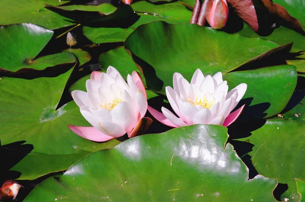 Ovanifrån Rosa Blommande Lotusblomma Sommardamm Med Gröna Blad Naturlig Bakgrund — Stockfoto