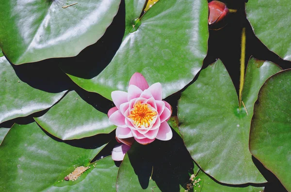 Vista Superior Flor Lótus Rosa Florescendo Lago Verão Com Folhas — Fotografia de Stock