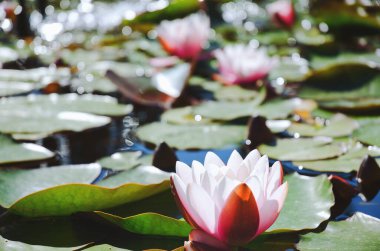 Yeşil yapraklı yaz göletinde açan pembe nilüfer çiçeğinin en üst manzarası. Şehirde doğal altyapılar. 