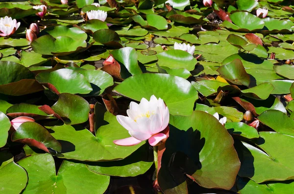 Vista Superior Flor Lótus Rosa Florescendo Lago Verão Com Folhas — Fotografia de Stock