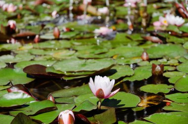 Yeşil yapraklı yaz göletinde açan pembe nilüfer çiçeğinin en üst manzarası. Şehirde doğal altyapılar. 