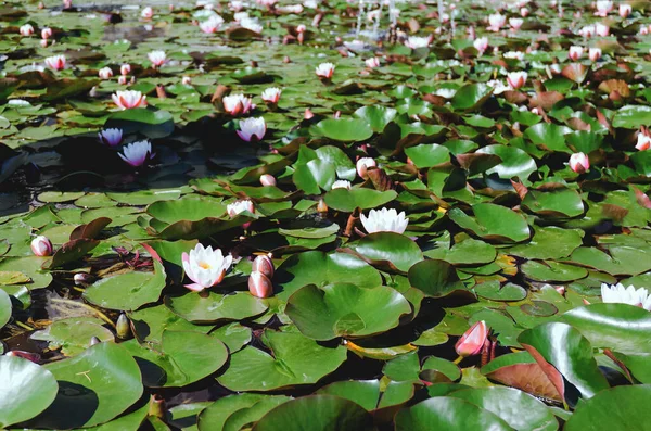 Horní Pohled Růžový Kvetoucí Lotosový Květ Letním Jezírku Zelenými Listy — Stock fotografie