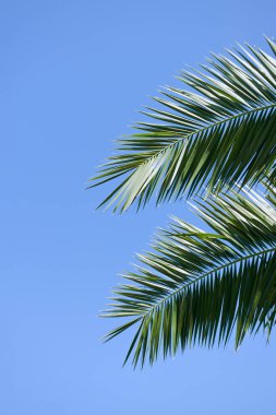 Doğanın arka planı, tropik plajda yeşil palmiye yaprağı ve mavi gökyüzüne karşı güneş ışığı. Yaz tatili ve iş seyahati konseptini kopyala.