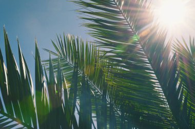 Doğanın arka planı, tropik plajda yeşil palmiye yaprağı ve mavi gökyüzüne karşı güneş ışığı. Yaz tatili ve iş seyahati konseptini kopyala.