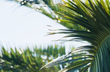 Doğanın arka planı, tropik plajda yeşil palmiye yaprağı ve mavi gökyüzüne karşı güneş ışığı. Yaz tatili ve iş seyahati konseptini kopyala.