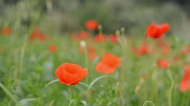 Kırmızıların açtığı kırmızı gelinciklerin arka planı rüzgarlı bir günde kapanır. Üst Manzara. Doğal altyapı ve dokular. 