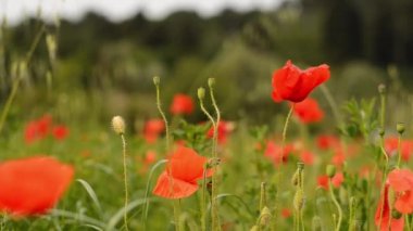 Kırmızıların açtığı kırmızı gelinciklerin arka planı rüzgarlı bir günde kapanır. Üst Manzara. Doğal altyapı ve dokular. 