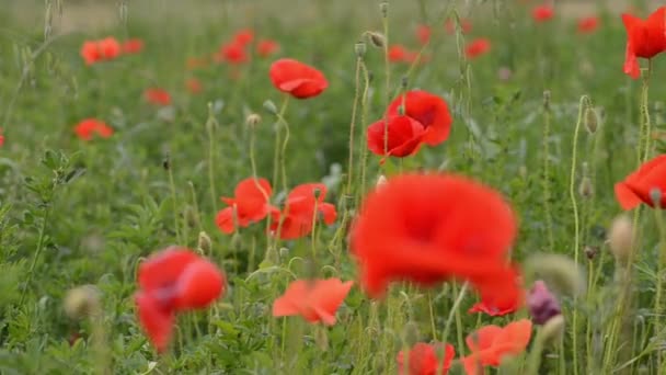 Hintergrund Eines Sommerfeldes Mit Rot Blühenden Mohnblumen Nahaufnahme Einem Windigen — Stockvideo
