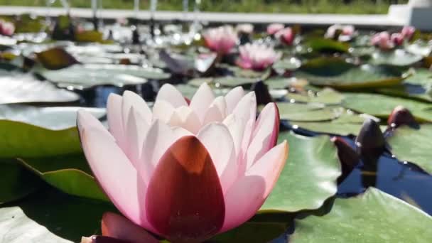 Ovanifrån Rosa Blommande Lotusblomma Sommardamm Med Gröna Blad Naturlig Bakgrund — Stockvideo