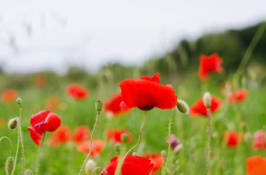 Kırmızıların açtığı kırmızı gelinciklerin arka planı rüzgarlı bir günde kapanır. Kırmızı haşhaş manzaralı. Doğal altyapı ve dokular. 