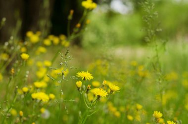 Yeşil çimlerin arka planında yaz çayır tarlalarında çiçekler var. Doğal altyapı ve dokular. Soyut. 