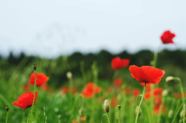 Bakgrund Ett Sommarfält Röda Blommande Vallmo Närbild Blåsig Dag Ovanifrån — Stockfoto