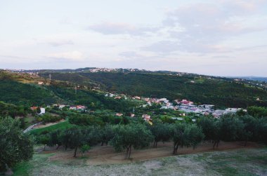 Slovenya kıyılarından gün batımına karşı zeytin ağaçları ve Adriyatik Denizi ile güzel yeşil tepelerin manzarası. Portoroz, Slovenya.