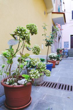 Dışarıdaki dekoratif ahşap teknedeki çiçekleri ve yeşil sulu suları kapatın. Manzara tasarımının yaratıcı fikirleri. Doğal altyapı. Üst manzara, düz uzanma. 