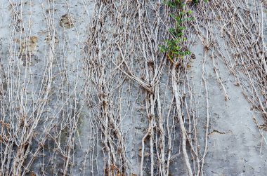 Beyaz tuğla duvarın arka planında kalın, kel dallar ve eski üzümler var. Eski şehir Piran, Slovenya. Dünyanın dokuları. Doğa yakın.. 